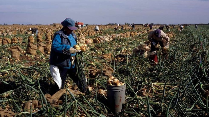 Field workers harvest onions in Imperial Valley