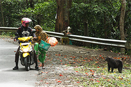 Adult male moor macaque regarding people passing by on a motorcycle