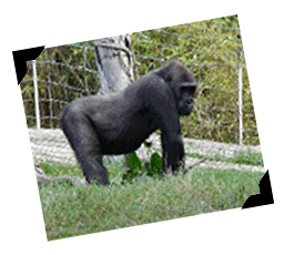 Gorillas