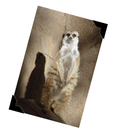 meerkat