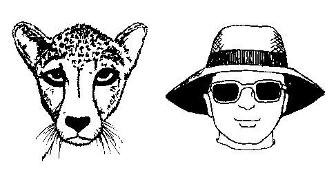 a man wears sunglasses just as a cheetah